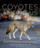Coyotes Among Us: Secrets of the City's Top Predator (Hardback Or Cased Book)