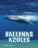 Ballenas Azules / Blue Whales (Animals En Espanol) (Spanish Edition)