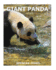 Giant Panda