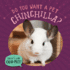 Do You Want a Pet Chinchilla? (That's an Odd Pet! )