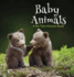 Baby Animals, a No Text Picture Book