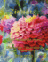 Zinnias