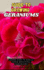 Guide to Growing Geraniums: Learn how to easily grow beautiful Geraniums