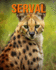 Serval: Fun and Fascinating Facts and Pictures About Serval