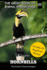 Hornbills: The Forest's Clever Foragers