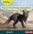 Pachycephalosaurus Format: Paperback