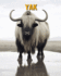 Yak