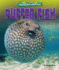 Puffer Fish-Non-Fiction Reading for Grade 3, Developmental Learning for Young Readers-Library of Awesome Animals