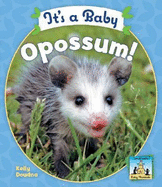 It's a Baby Opossum
