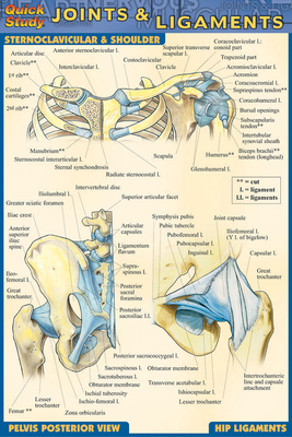 Joints & Ligaments - Perez, Vincent