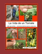 La Vida de Un Tomate: Soluciones Practicas Para Su Manejo En Campo !!!
