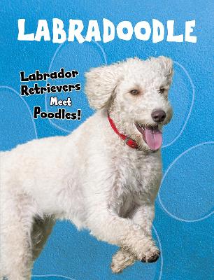 Labradoodle: Labrador Retrievers Meet Poodles! - Edwards, Sue Bradford