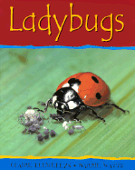 Ladybugs-PB