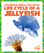 Life Cycle of a Jellyfish