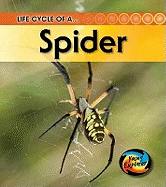 Life Cycle of a Spider