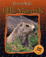 Little Marmots