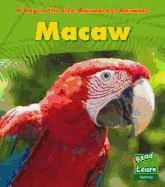 Macaw