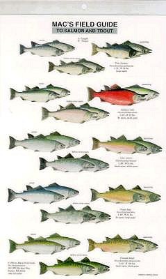 Mac's Field Guides: North American Salmon & Trout - Macgowan, Craig