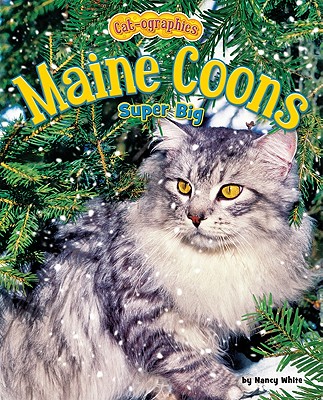 Maine Coons: Super Big - White, Nancy