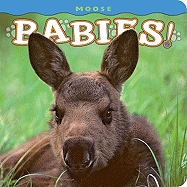 Moose Babies!