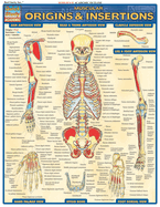 Muscular Origins & Insertions