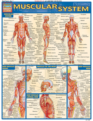 Muscular System - Perez, Vincent