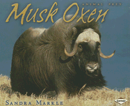 Musk Oxen - Markle, Sandra