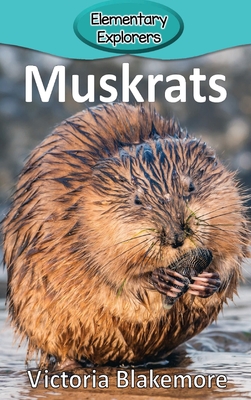 Muskrats - Blakemore, Victoria