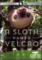 Nature: A Sloth Named Velcro - 