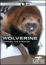 Nature: Wolverine - Chasing the Phantom - 