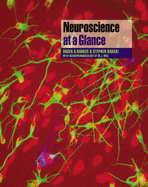 Neuroscience at a Glance