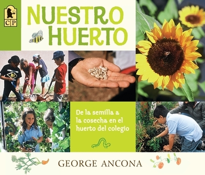 Nuestro huerto: De la semilla a la cosecha en el huerto del colegio - Ancona, George (Illustrator)