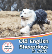 Old English Sheepdogs at Work