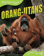 Orang-utans