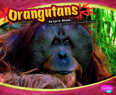 Orangutans