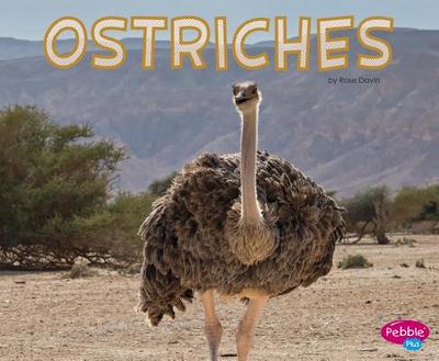 Ostriches - Davin, Rose