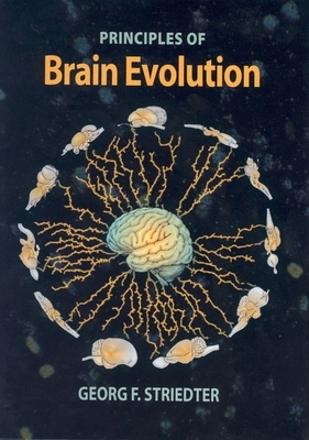 Principles of Brain Evolution - Striedter, Georg F