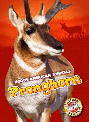 Pronghorn - Bowman, Chris