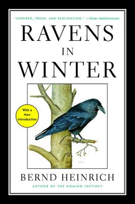 Ravens in Winter - Heinrich, Bernd, PhD