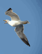 Seagull
