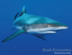 Shark Encounters - O'Neill, Michael Patrick