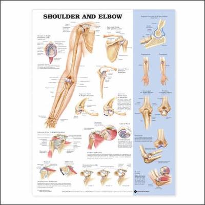 Shoulder and Elbow Anatomical Chart - Acc, and Anatomical Chart Company (Editor)