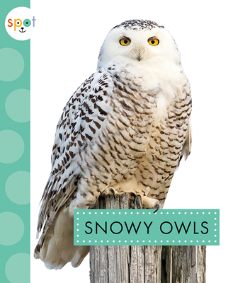 Snowy Owls - Suen, Anastasia