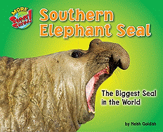 Southern Elephant Seal: The Biggest Seal in the World