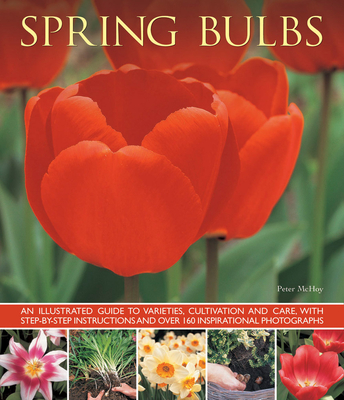 Spring Bulbs - Mchoy Peter