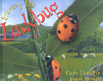 Starting Life: Ladybug - Llewellyn, Claire