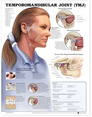 Temporomandibular Joint (Tmj) Anatomical Chart - Anatomical Chart Company (Editor)