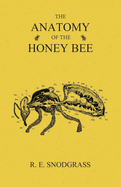 The Anatomy of the Honey Bee