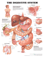 The Digestive System Anatomical Chart