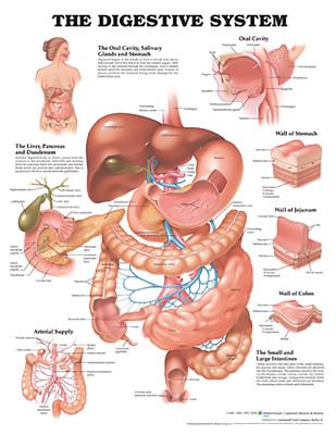 The Digestive System Anatomical Chart - Anatomical Chart Company (Prepared for publication by)